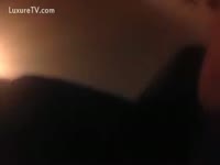 Loyal dog acquires a award